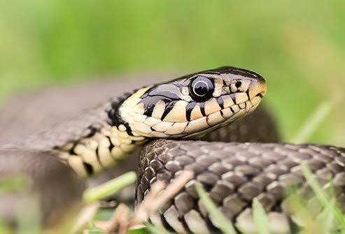 FG Donates N25m Anti-Snake Venom to Benue